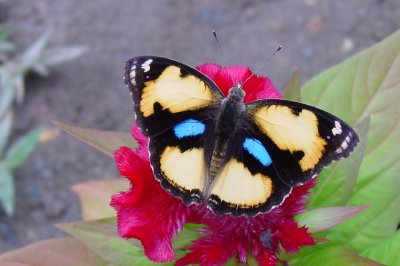 Yellow Pansy Male