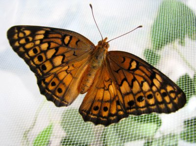 Newly Eclosed Variegated Fritillary