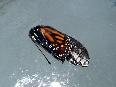 Monarch Eclosing