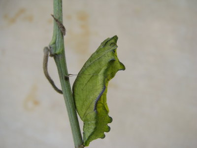 Pipevine Swallowtail Chrysalis