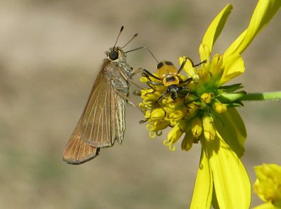 Ocola Skipper and Soldier Beetle sharing a bloom