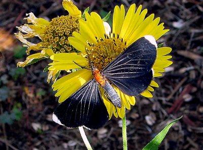 White-tipped Black Moth on Golden Crownbeard