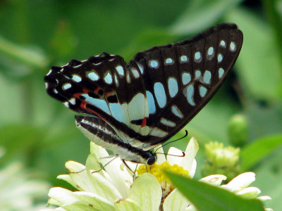 Common Jay - Graphium doson