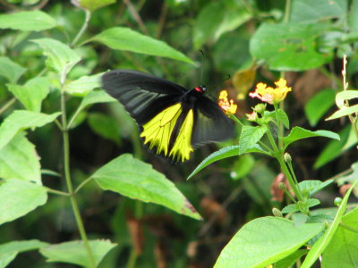 Golden Birdwing - Troides aeacus aeacus