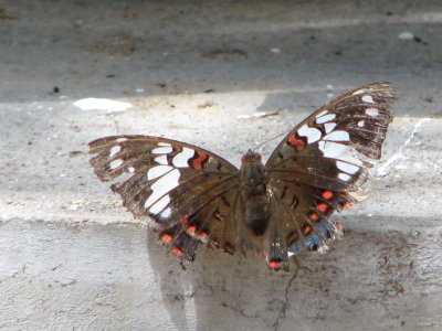 Gaudy Baron (Euthalia lubentina)