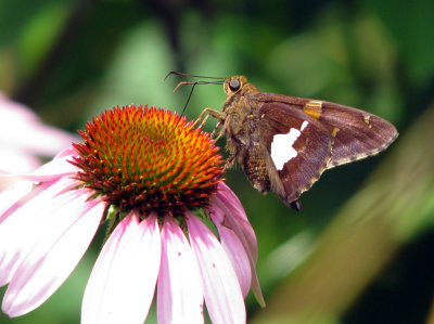 Silver-spotted Skipper on Coneflower
