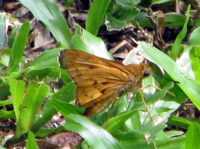 Ceylon Dartlet