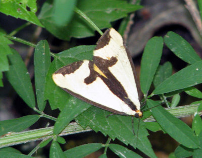 Haploa Clymene Moth