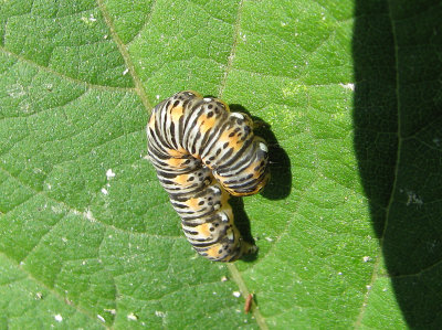 Gold Moth caterpillar