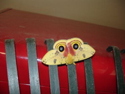 Io Moth recently eclosed