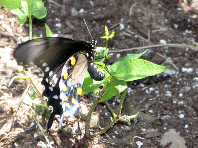 Pipevine Swallowtail laying eggs