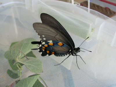 Newly eclosed Pipevine Swallowtail