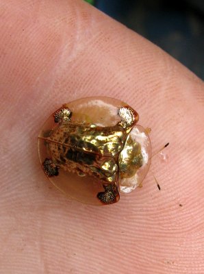 Goldbug or Tortoise beetle
