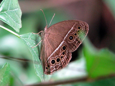 Dingy Bush Brown