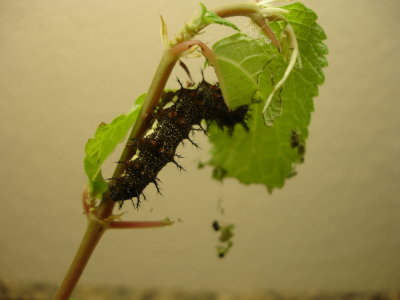 Red Admiral Caterpillar 