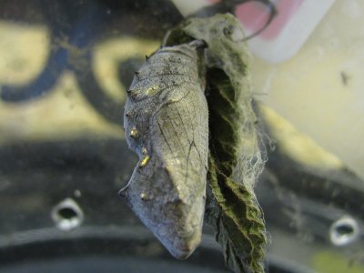 Red Admiral Chrysalis