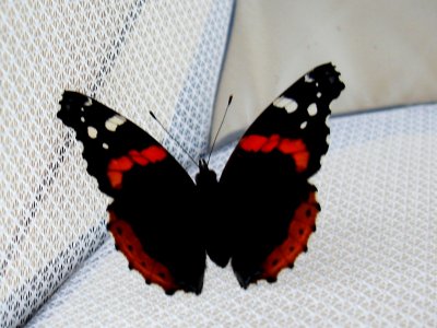 Red Admiral newly eclosed