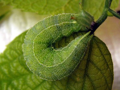 Hackberry Emperor Caterpillar
