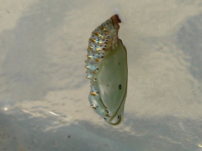 Variegated Fritillary Chrysalis