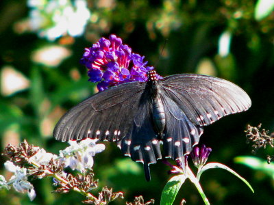 Pipevine Swallowtail female