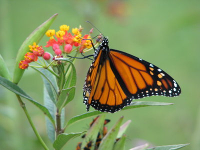 Male Monarch