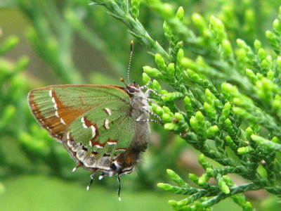 Juniper Hairstreak