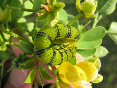 Sulfur larva, leaf eater