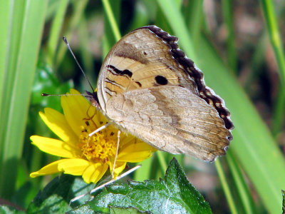 Yellow Pansy ventral view
