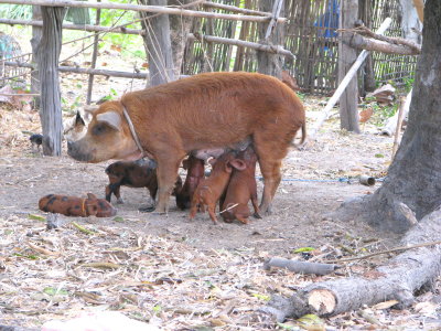 Sow and piglets