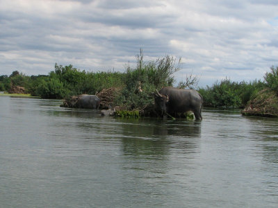 Water Buffalo