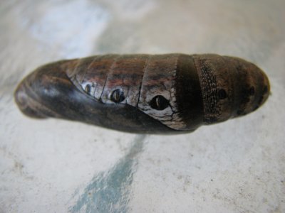 Tersa Sphinx Pupa