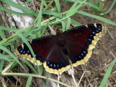 Mourning Cloak in grass