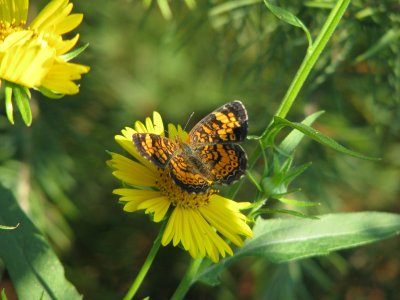 Golden Crownbeard and Pearl Crescent