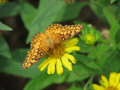 Golden Crownbeard visited by Variegated fritillary