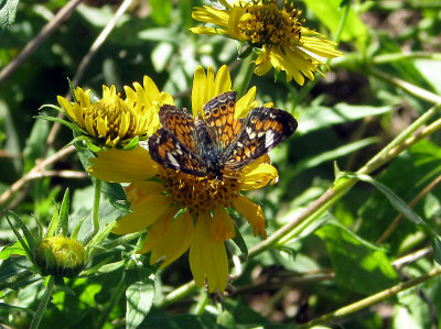 Golden Crownbeard and Phaon Crescent
