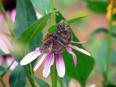 Coneflower with Horace Duskywing