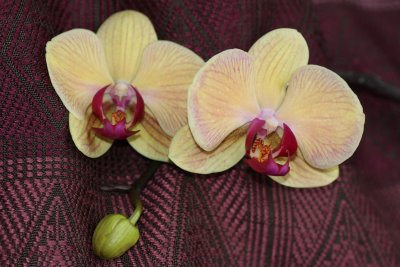 Orchids on silk scarf