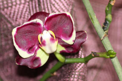 Orchid on silk