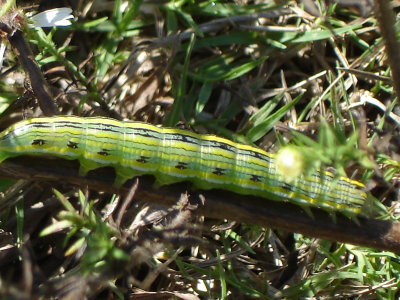 Asteroid moth caterpillar