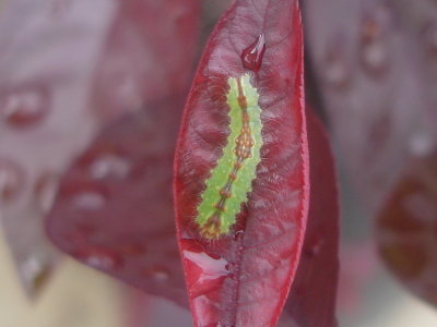 Dagger moth larva