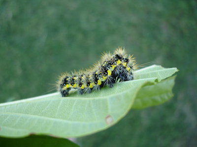 Acronicta oblinita larva, Smeared Dagger Moth