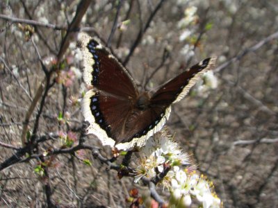 Mourning Cloak on Wild Plum