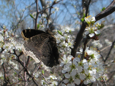 Mourning Cloak, ventral view