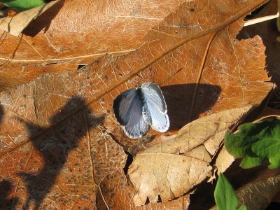 Open-winged Spring Azure, female