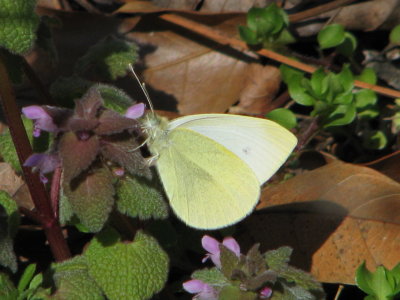 Cabbage White, male
