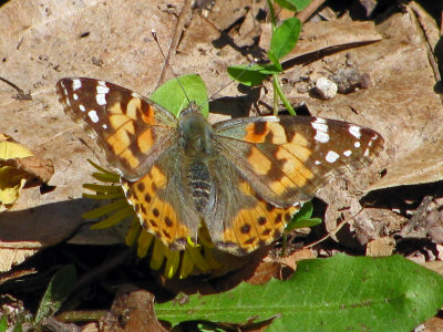 Painted Lady