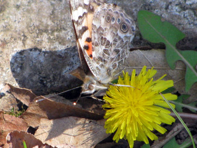 Painted Lady, ventral view
