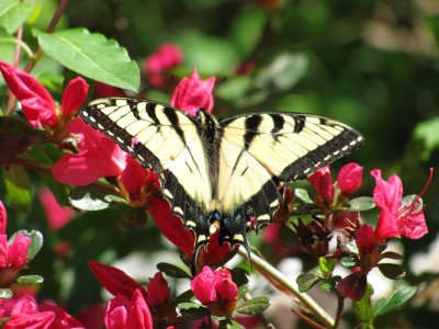Easter Tiger Swallowtail male