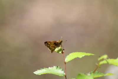 Zabulon Skipper, male