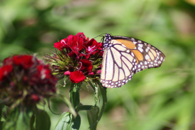 Female Monarch nectaring